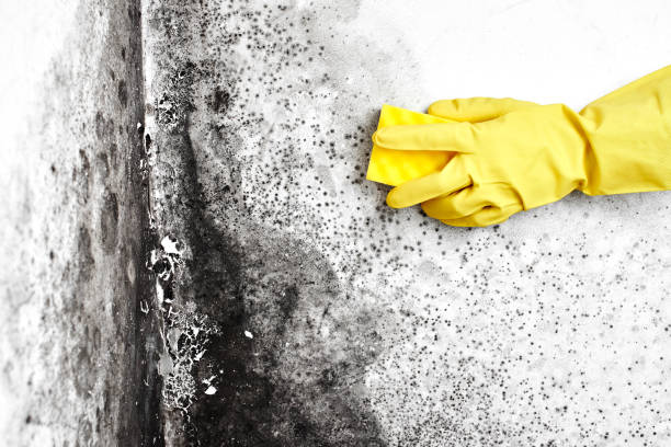 Best Home Mold Removal  in Mcadenville, NC