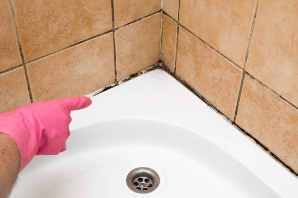 Best Fast Mold Removal  in Mcadenville, NC